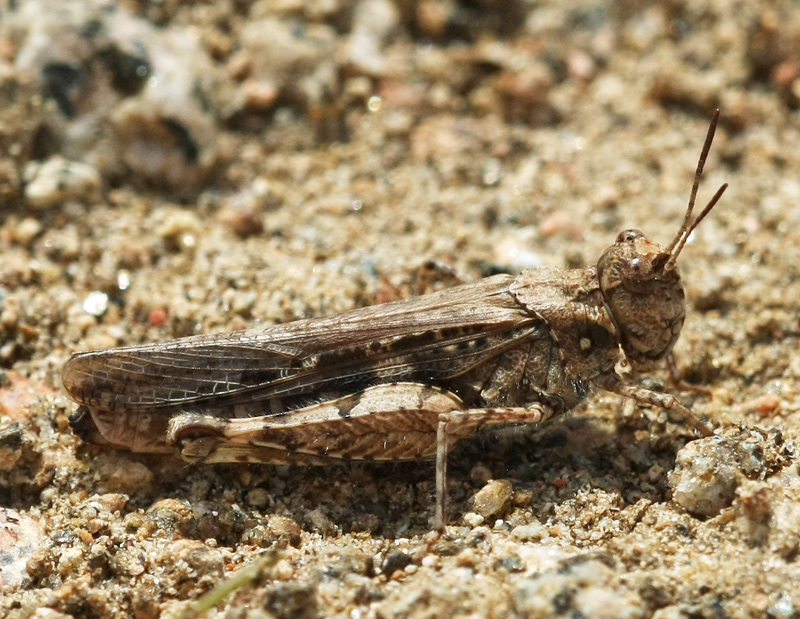 Acrotylus sp.